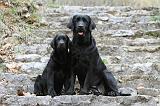 LABRADOR 722